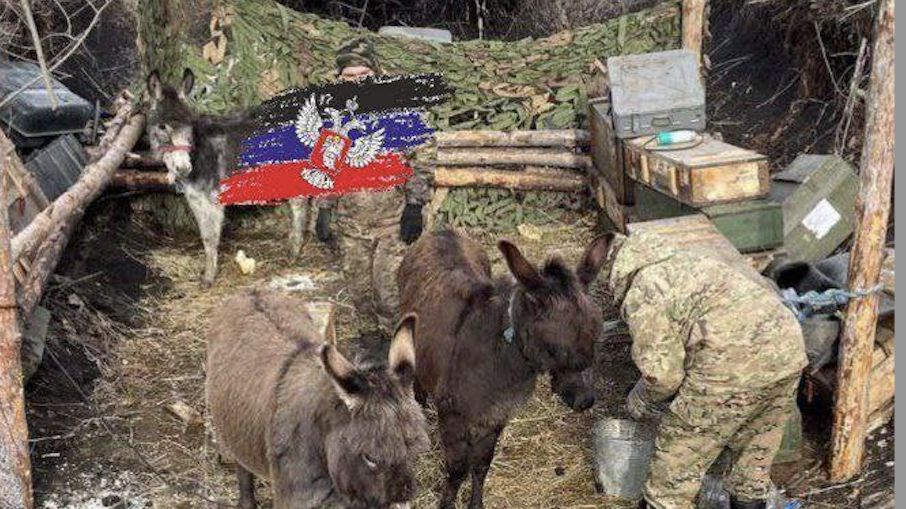 "Bojowe" osły w rosyjskiej armii