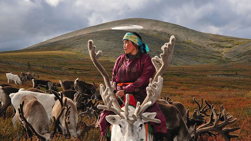 Ostatnie, koczownicze plemiona mongolskie, które żyją razem z reniferami 1