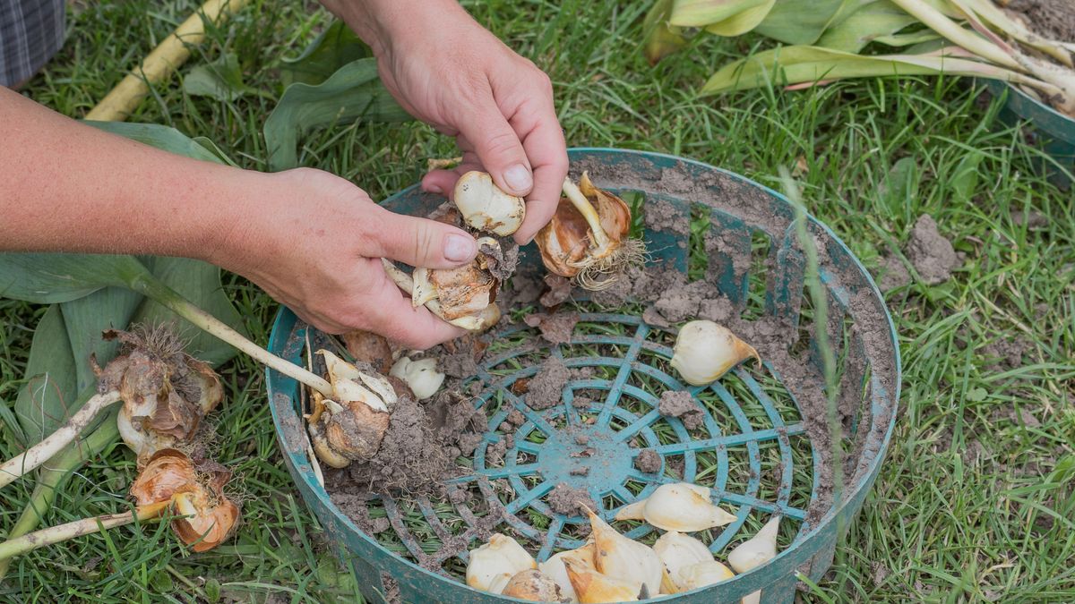 Tulip bulbs
A woman cleans tulip bulbs (Latin Túlipa)
Krasnova Irina