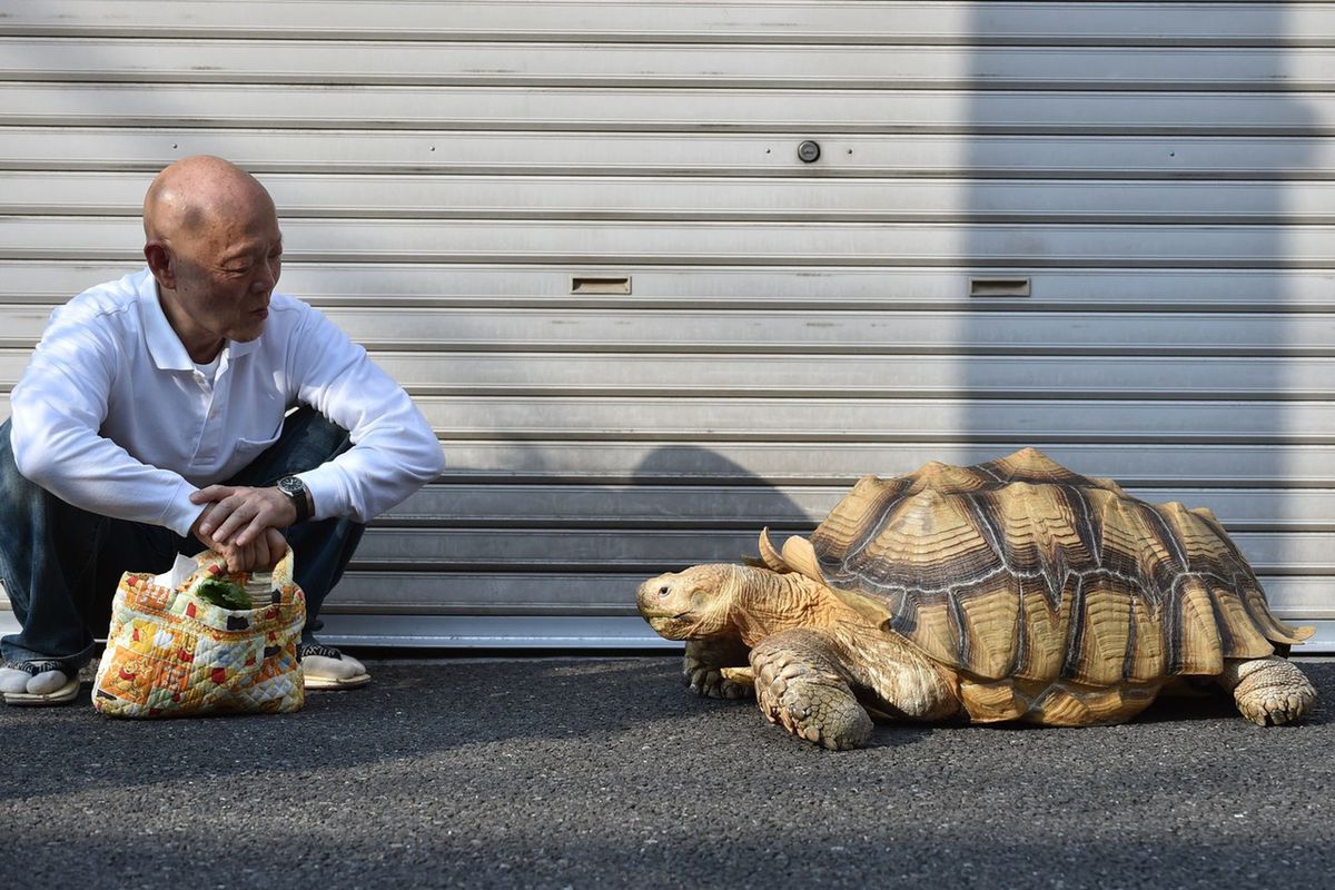 Słynny żółw spacerujący ze swoim właścicielem po ulicach Tokio
