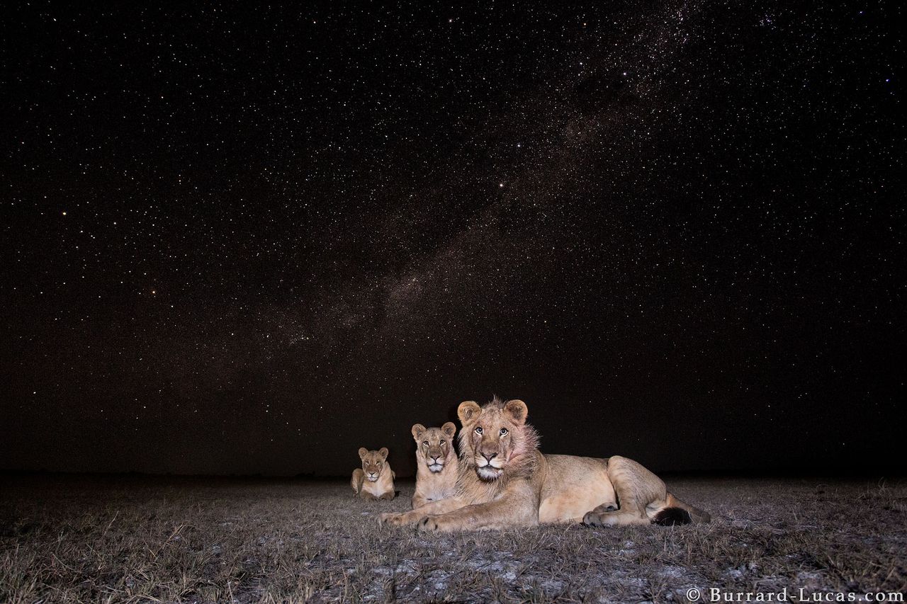 Nocne życie dzikich zwierzęt na tle rozgwieżdżonego nieba, czyli Will Burrard-Lucas i jego foto-pułapki