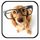 Dog Breeds Encyclopedia ikona