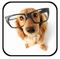 Dog Breeds Encyclopedia icon