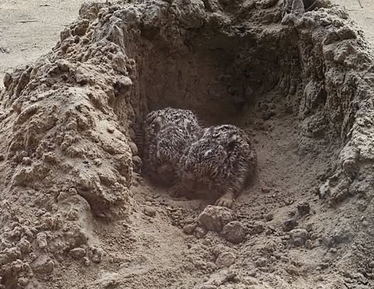 Pod żadnym pozorem nie dotykaj. "Najlepiej oddalić się"