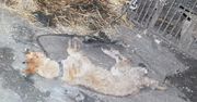 Zagłodził psa, byłej żonie groził śmiercią, a pracownika ochrony zwierząt nękał. Wielkopolanin zatrzymany