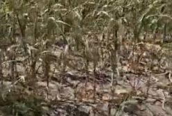 Dramat rolnika w Lubuskiem. Pokazał, jak susza spustoszyła pole kukurydzy