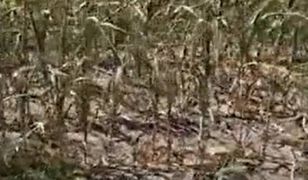 Dramat rolnika w Lubuskiem. Pokazał, jak susza spustoszyła pole kukurydzy