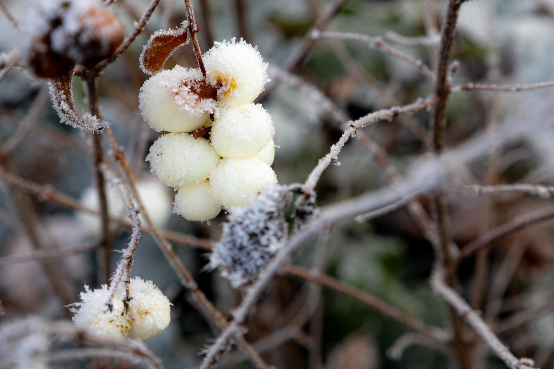 Śnieguliczka może stanowić zagrożenie dla dzieci