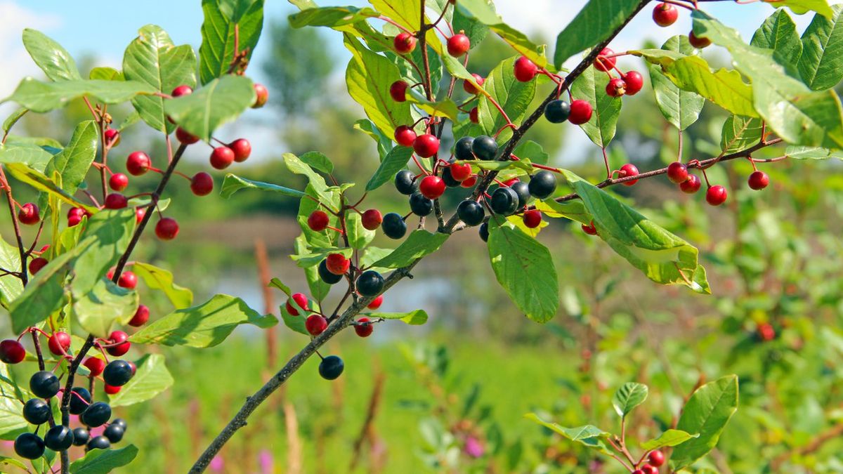 Kruszyna pospolita to krzew znany również pod nazwami wilczyna, szakłak kruszyna i torszczyna.