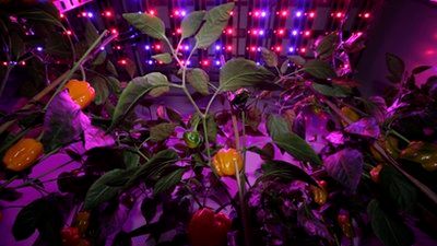 Czy tak będziemy pozyskiwać warzywa? 1