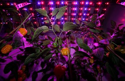 Yellow peppers are illuminated by the light of a flash while the rest of the plant is seen under blue and red Light Emitting Diode (LED) lights at PlantLab, a private research facility, in Den Bosch, central Netherlands, Monday March 28, 2011.  Farming is moving indoors, where the sun never shines, where rainfall is irrelevant and where the climate is always right The perfect crop field could be inside a windowless building with meticulously controlled light, temperature, humidity, air quality and nutrition. It could be in a New York high-rise, a Siberian bunker, or a sprawling complex in the Saudi desert.  (AP Photo/Peter Dejong)