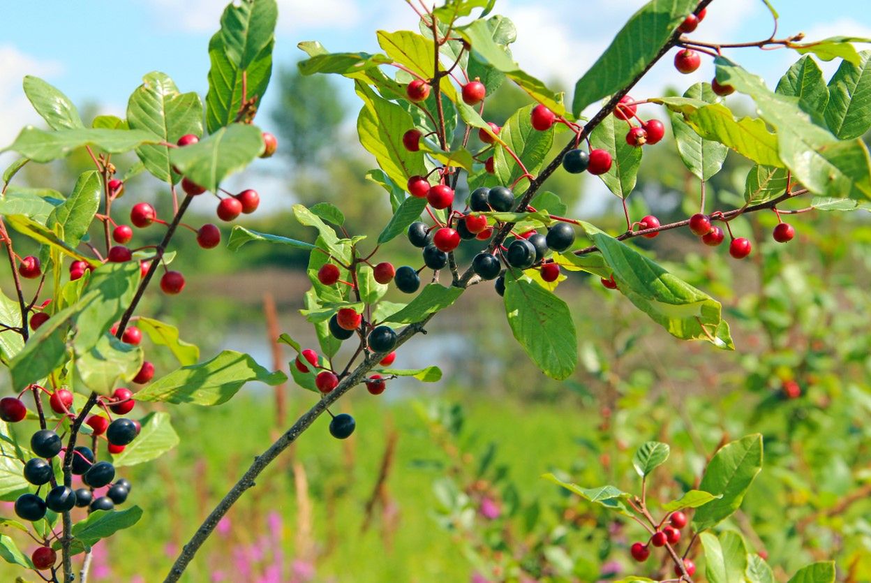 Kruszyna pospolita – jak wygląda i jakie ma właściwości?