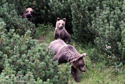 Tatry. Niedźwiedzie podchodzą coraz bliżej osiedli