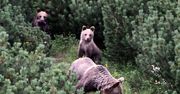 Tatry. Niedźwiedzie podchodzą coraz bliżej osiedli