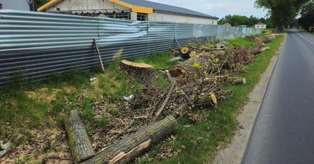 Wycięto ogromne topole przy budowanej Biedronce na Krężnickiej. Mieszkańcy zaniepokojeni: „W czym one przeszkadzały?”