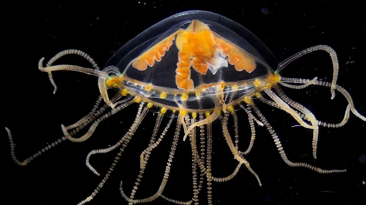 Groźne meduzu w Bałtyku