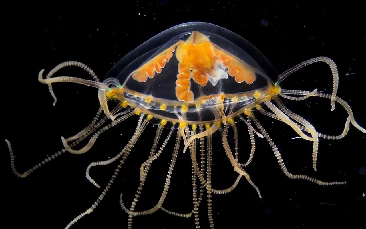 Pojawiły się w Bałtyku. Niemcy ostrzegają. Kontakt skończy się bólem