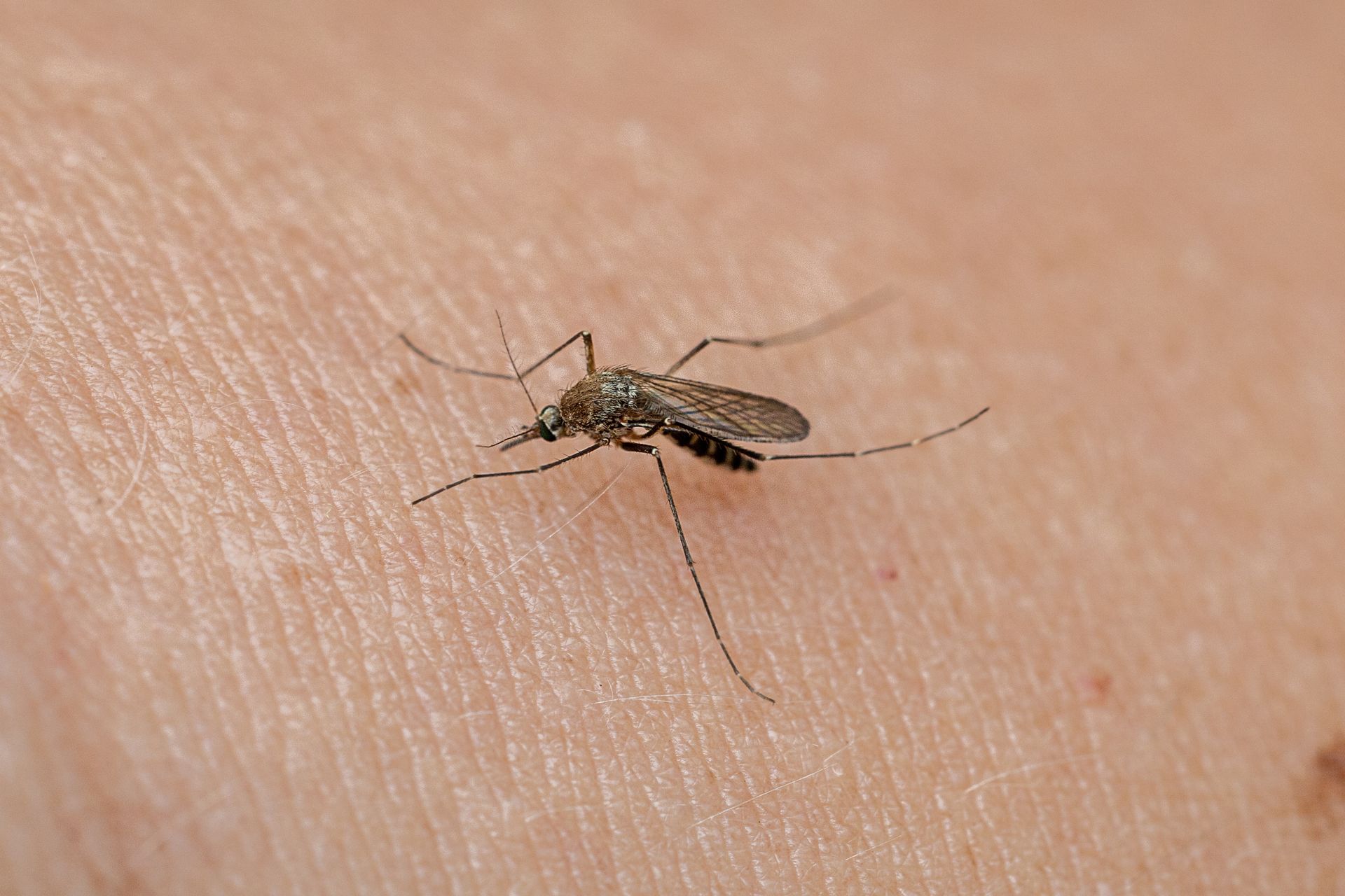 Europa w obliczu epidemii: Gorączka Zachodniego Nilu niszczy zdrowie, a komary stają się terrorem lata 2026