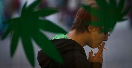 Czechy legalizują posiadanie marihuany i uprawę 3 roślin: rewolucja od 2026!