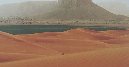 Zaskakujące odkrycia geologa. Znalazł ślady ewolucji roślin w Arabii Saudyjskiej