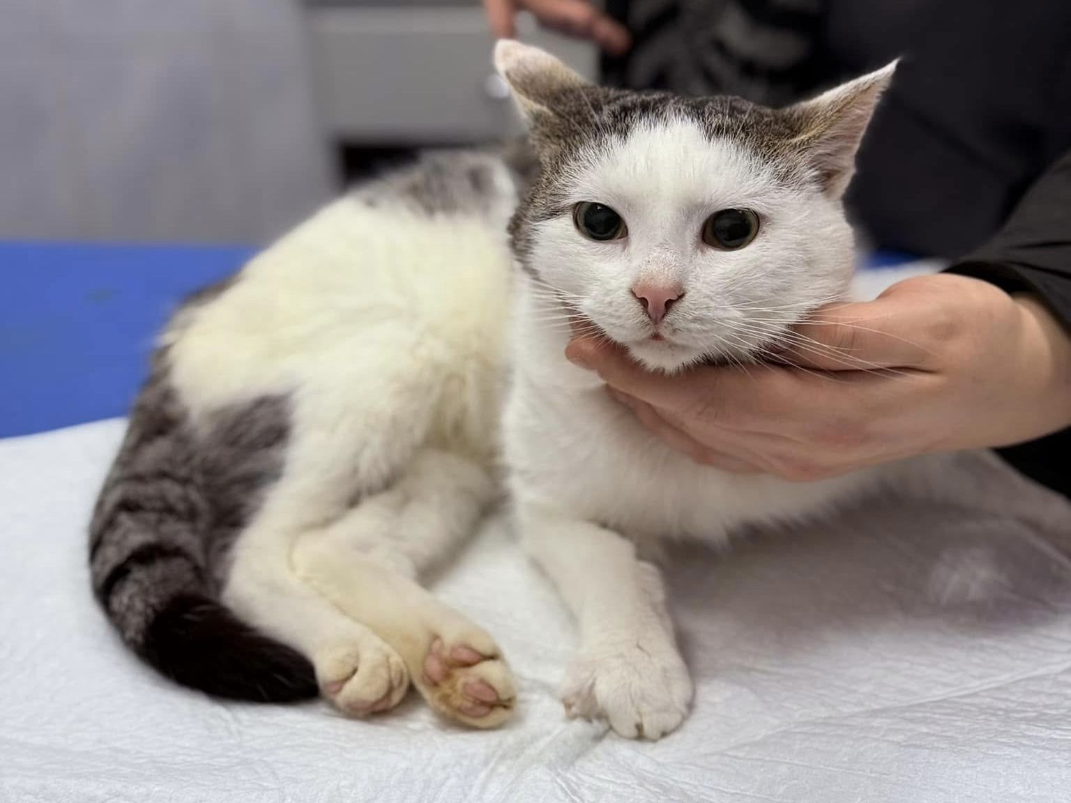 Podopieczni Schroniska w Celestynowie