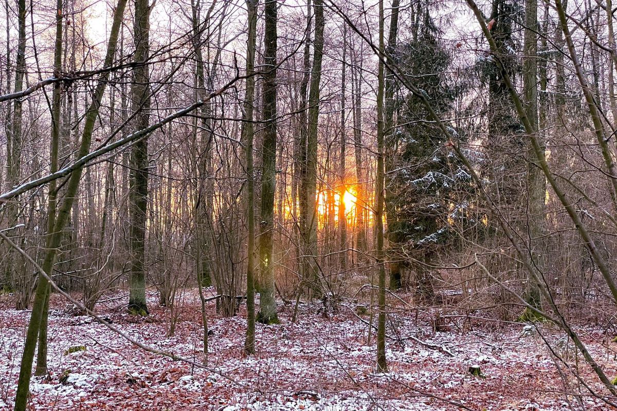 Pogoda. Wrocław. 29 stycznia 2021 - nad ranem słonecznie, później śnieg. Sobota również pod znakiem opadów