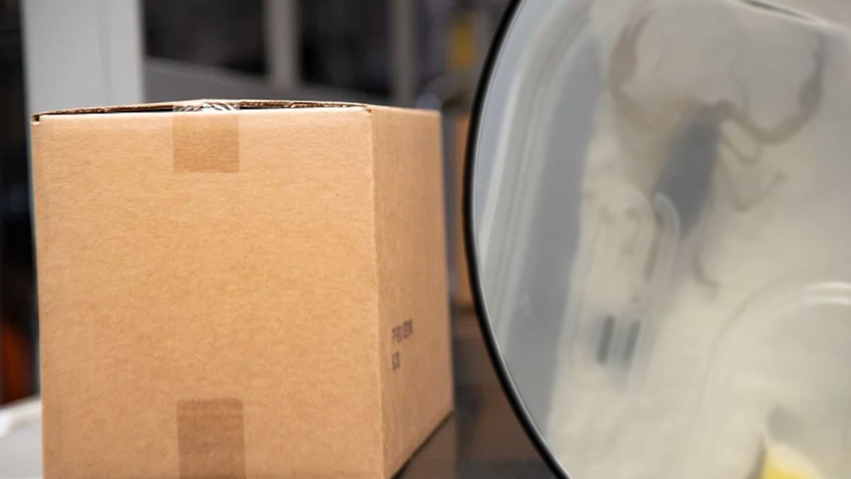 W przesyłce był skorpion.