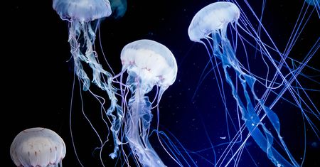 Meduza z akwarium okazała się nieznanym gatunkiem