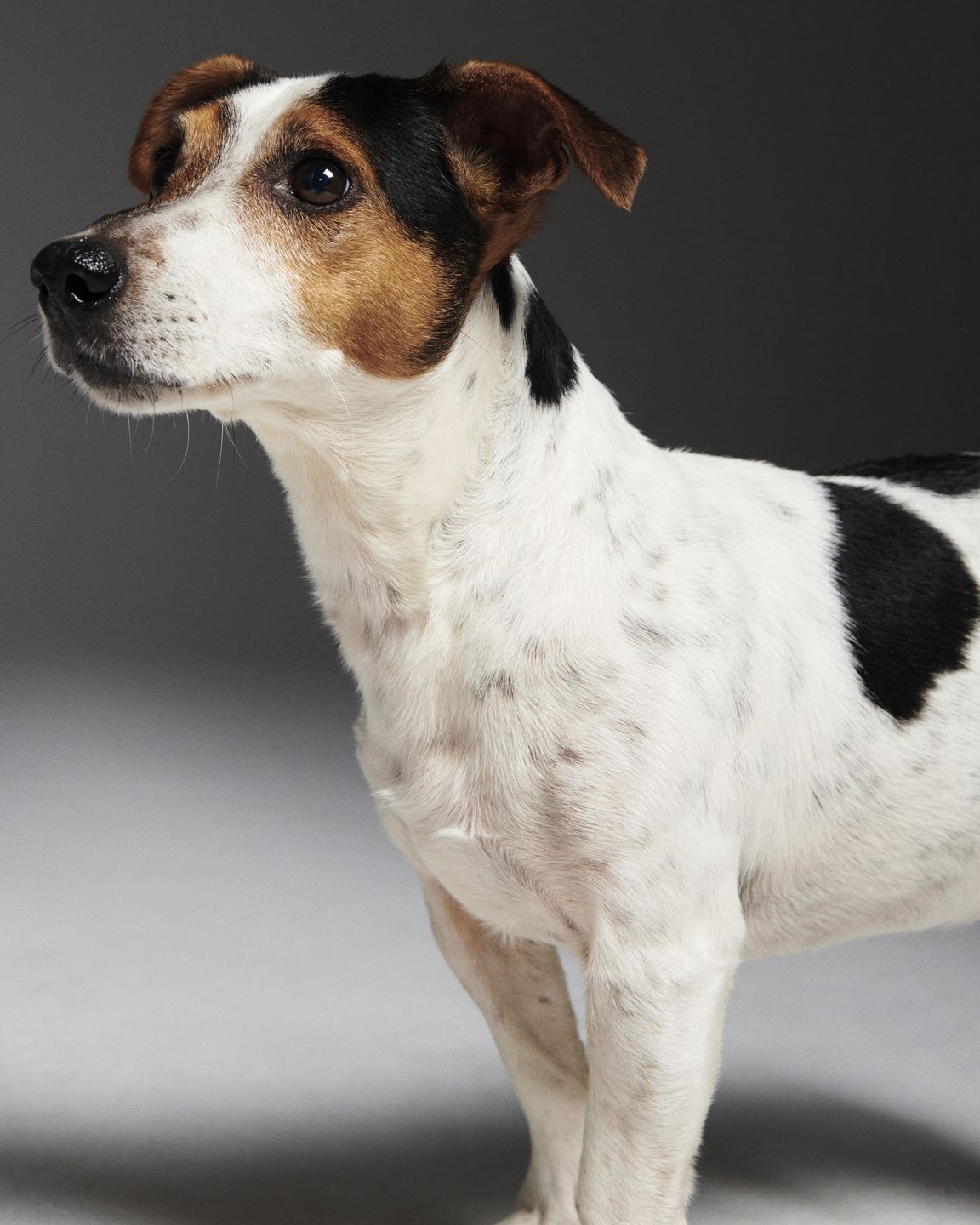 #AdoptujŚwiadomie: Szukamy domu dla pełnego energii Enej