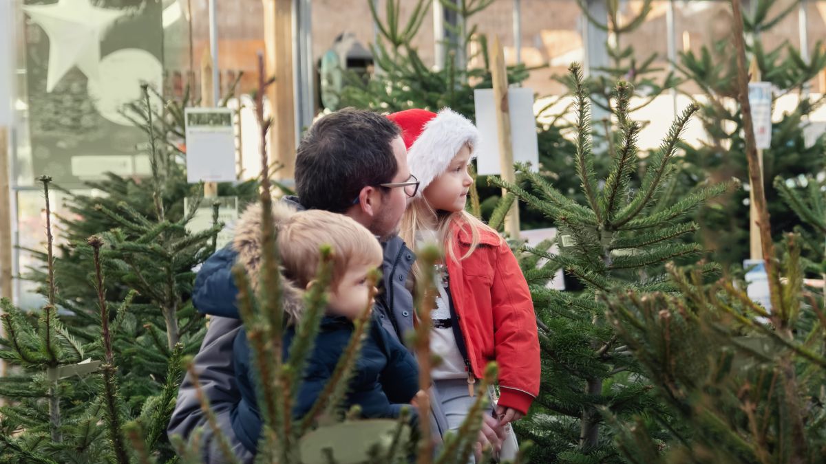 Akcja promocyjna z darmowymi choinkami