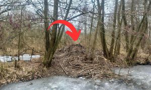 Zobaczyli coś dziwnego. Leśnicy są zaskoczeni. "Ogromne"