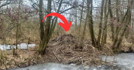 Zobaczyli coś dziwnego. Leśnicy są zaskoczeni. "Ogromne"