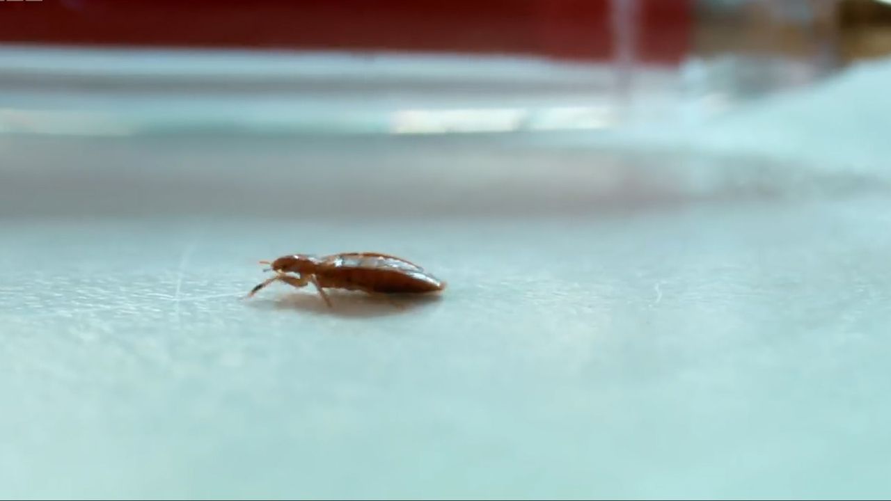 Czy ugryzienie pluskwy jest groźne? Sprawdź, na co uważać (WIDEO)