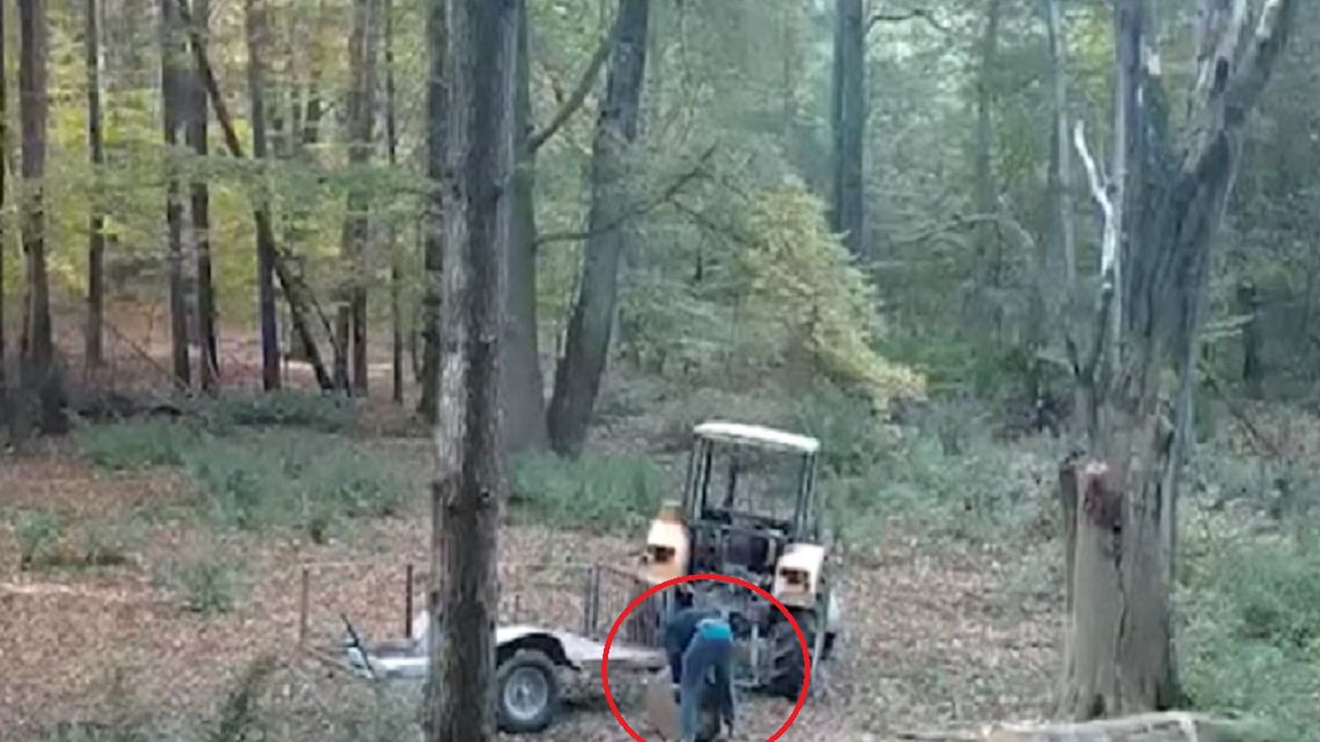 Wjeżdżał traktorem do lasu i wywoził przyczepki drewna. Plaga kradzieży