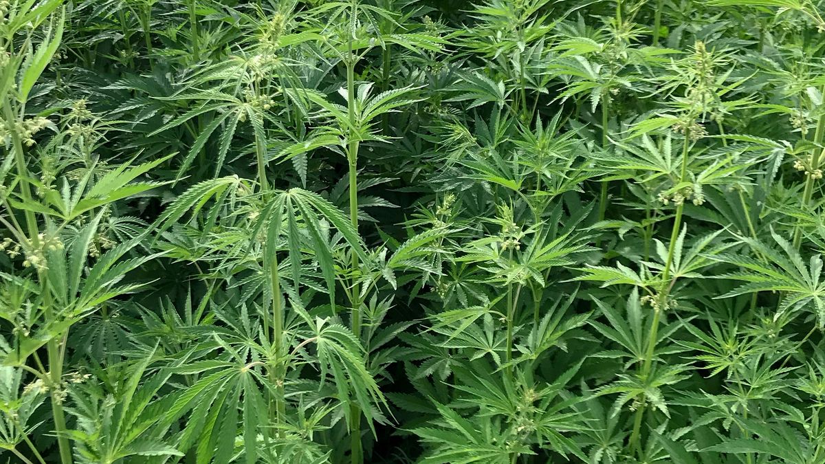 Służby zabezpieczyły susz i sprzęt do uprawy 