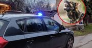 Agresywny pies zaatakował. Padły strzały. Policja nie miała wyboru