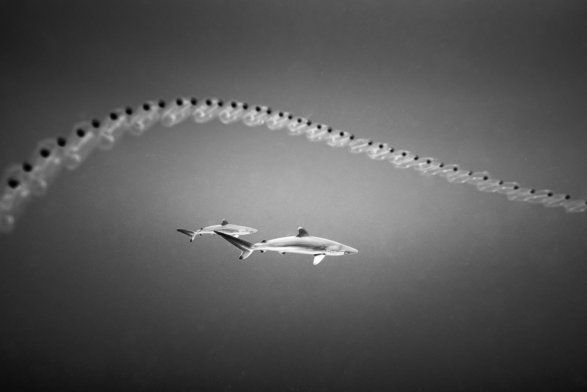 Christian Vizl: czarno-białe fotografie głębin oceanów 5