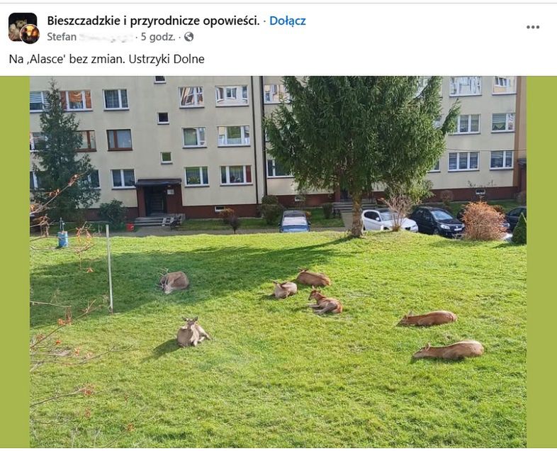 Sarny i jelenie między blokami w Ustrzykach Dolnych