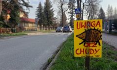 Ogólnopolska akcja "Uwaga jeże". Polanica-Zdrój stawia tabliczki przy drogach