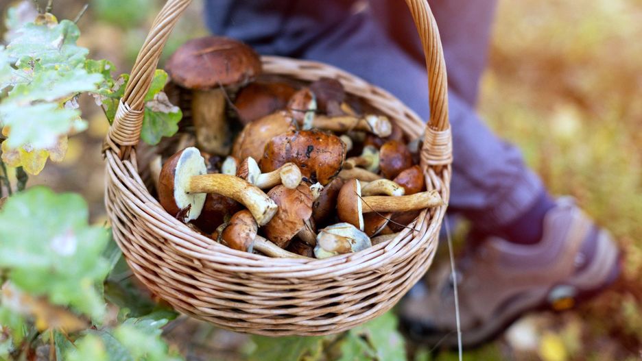 Ceny suszonych prawdziwków w 2025 r. Jest drogo