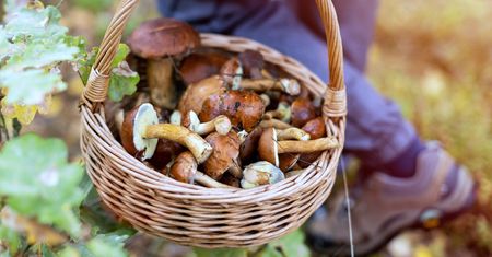 500 zł za kilogram. Ceny grzybów w internecie wystrzeliły