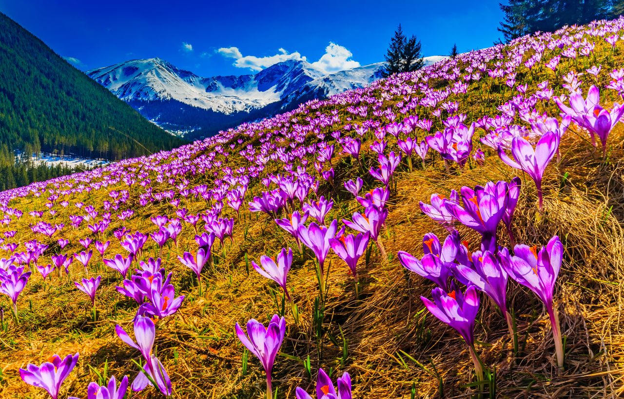 Jeden z największych hitów wiosny. Kiedy jechać w Tatry, żeby zobaczyć krokusy?