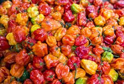 Piekielnie ostra papryczka. Co warto wiedzieć o habanero?