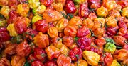 Piekielnie ostra papryczka. Co warto wiedzieć o habanero?