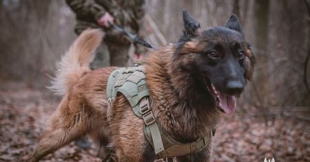 Terytorialsi i psy ratownicze w akcji. Lubelska Grupa K9 doskonali swoje umiejętności