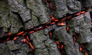 Pojawiają się wczesną wiosną. Wielu się ich boi, ale są pożyteczne