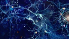 Neurogeneza u dorosłych – gdzie i kiedy zachodzi?