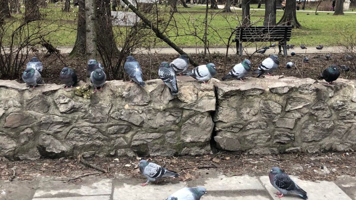 Metalowe kolce zagrażają bezpieczeństwu ptaków w miastach