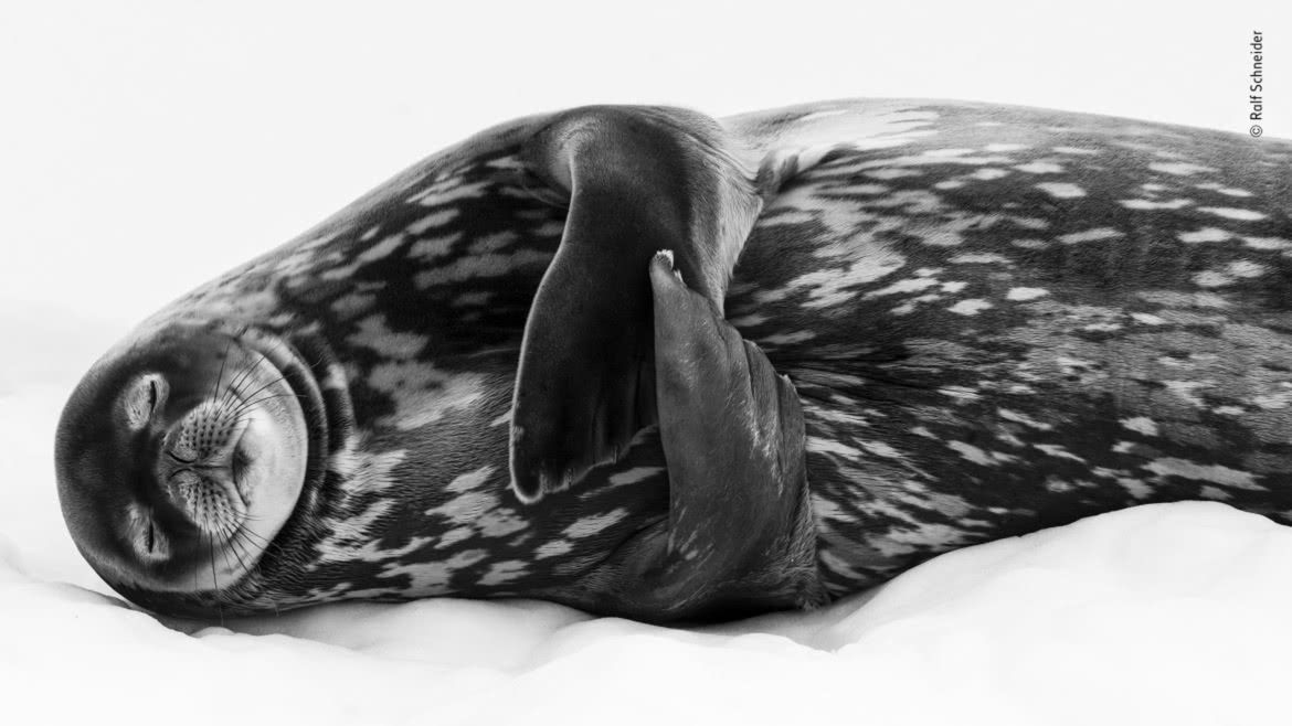 Wildlife Photographer of the Year 2019: piękno dzikiej przyrody 3