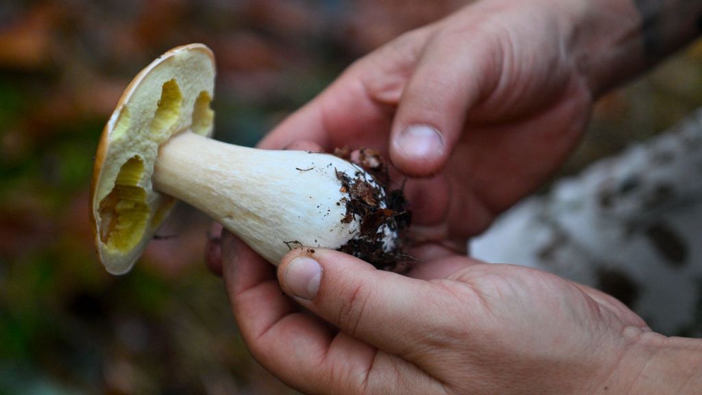 GIS wydał komunikat do grzybiarzy